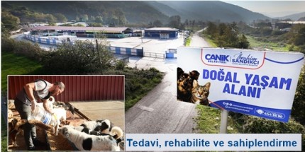 Canik Belediyesi Doğal Yaşam Alanında Can Dostlara Kucak Açıyor 